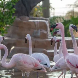 Naples Zoo at Caribbean Gardens