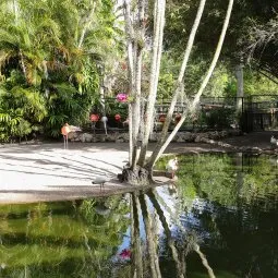 Flamingo Gardens