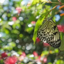 Butterfly World