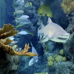 Florida Aquarium