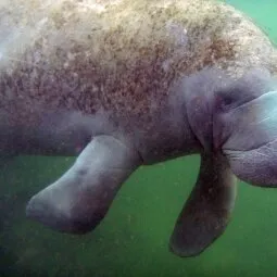 Tampa Electric's Manatee Viewing Center