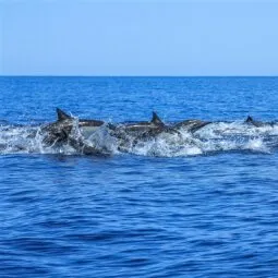 Dolphin Research & Sealife Nature Center