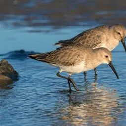 Galveston Island State Park