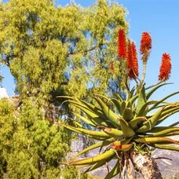 Santa Barbara Botanic Garden