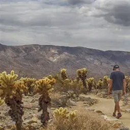 Cholla Cactus Garden