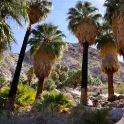 49 Palms Oasis Trail