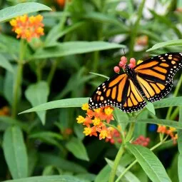 Niagara Parks Botanical Gardens & Butterfly Conservatory