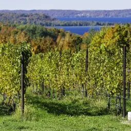 Traverse City Wineries