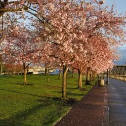 Tom McCall Waterfront Park