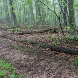 Appalachian Trail: Shenandoah National Park