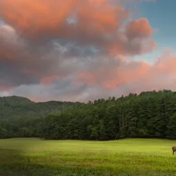 Cataloochee Valley