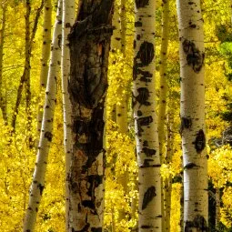 Uinta-Wasatch-Cache National Forest