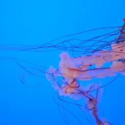 Tennessee Aquarium