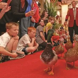 Peabody Ducks