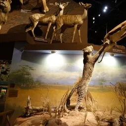 Cleveland Museum of Natural History