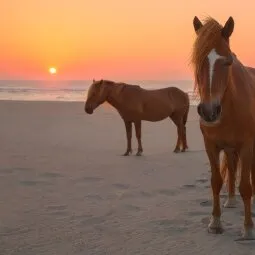 Assateague Island National Seashore