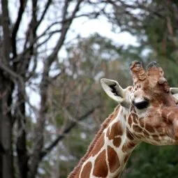 The Maryland Zoo