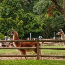 Grant's Farm