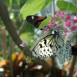 Sophia M. Sachs Butterfly House