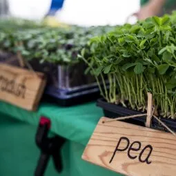 Estes Park Farmers Market/Artisans Market