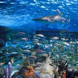 Ripley's Aquarium of Myrtle Beach