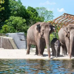 Artis Royal Zoo (Natura Artis Magistra)