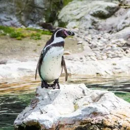 Vienna's Tiergarten