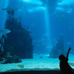 Oceanarium (Oceanario de Lisboa)