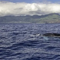 Azores Whale Watching