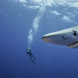 Azores Diving