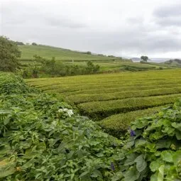 Gorreana Tea Factory