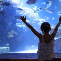 Oceanografic Valencia (L'Oceanografic)