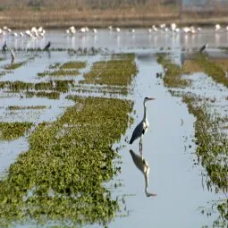 Albufera Natural Park (Parc Natural de l'Albufera)