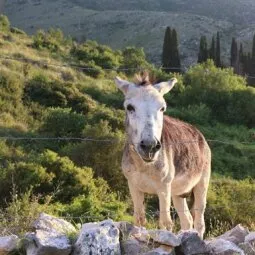 Corfu Donkey Rescue