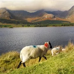 Connemara National Park