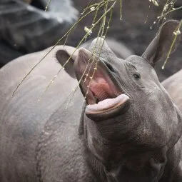 Edinburgh Zoo