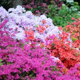 Royal Botanic Garden Edinburgh