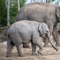 Dublin Zoo