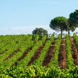 French Riviera Wine Tours