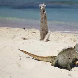 Little Water Cay (Iguana Island)