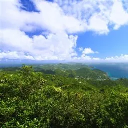 Sage Mountain National Park (Tortola)