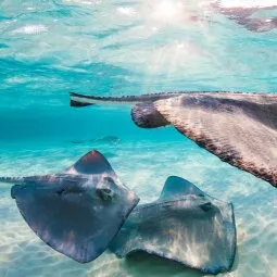 Stingray City (Grand Cayman)