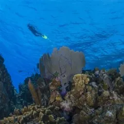 Bloody Bay Marine Park (Little Cayman)