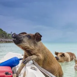 Pig Beach (Great Exuma)