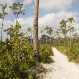 Leon Levy Native Plant Preserve (Eleuthera)