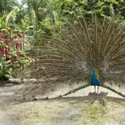 Ardastra Gardens, Zoo and Conservation Centre (Nassau)