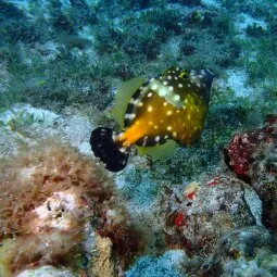 St. Barts Snorkeling and Diving