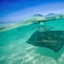 Stingray City Antigua