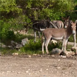 Donkey Sanctuary