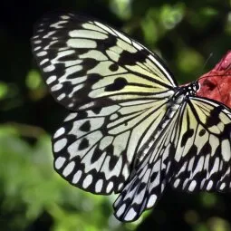 The Butterfly Farm